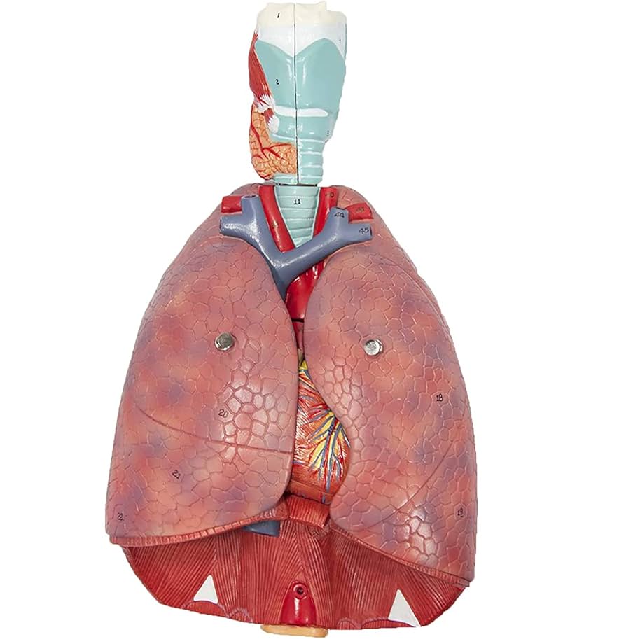 解剖学 1 Anatomy 1 解剖学 1 Anatomy 1 Anatomy + Physiology 1 (LAB Chapter 1